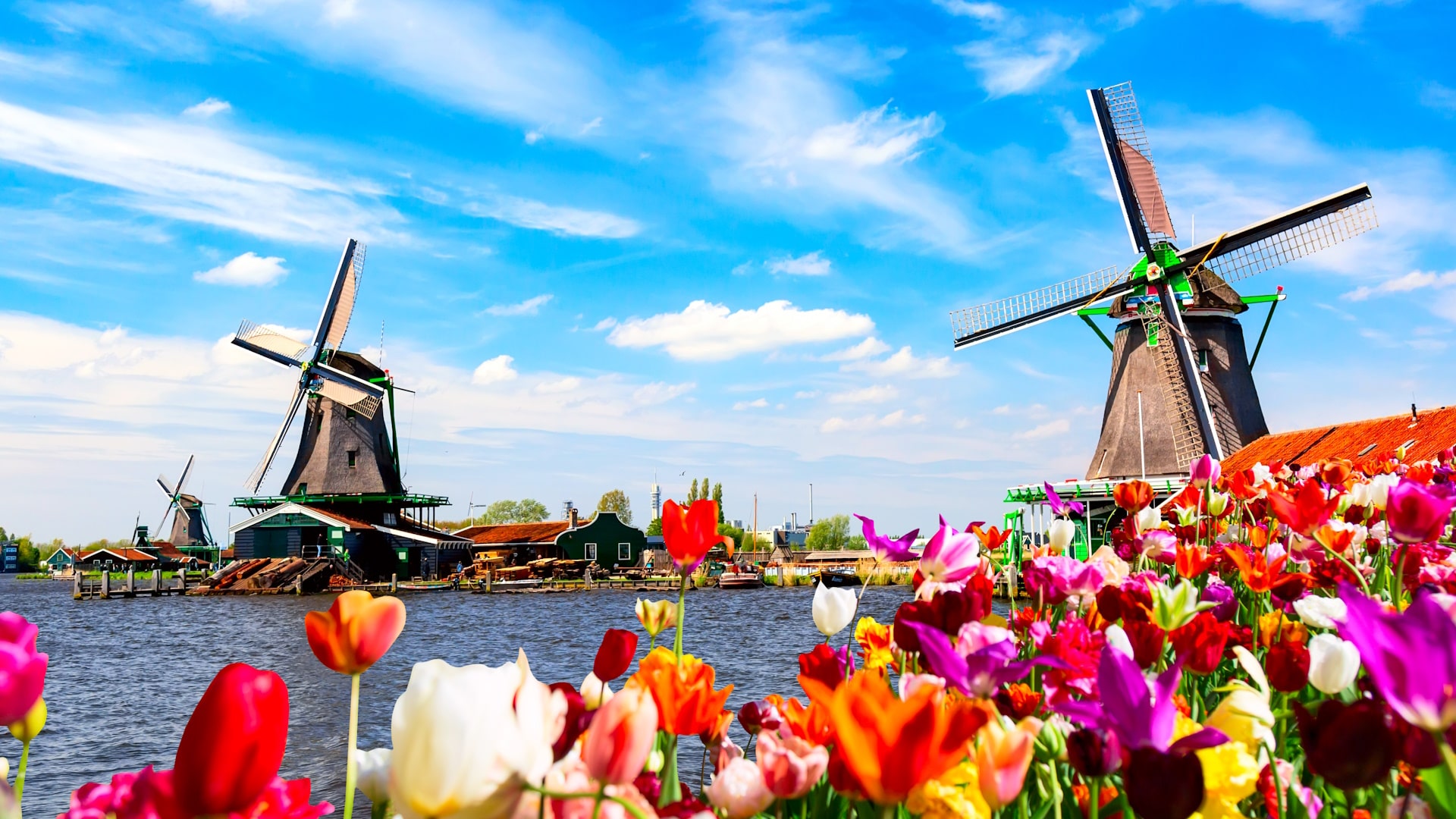 Dutch windmills and tulips